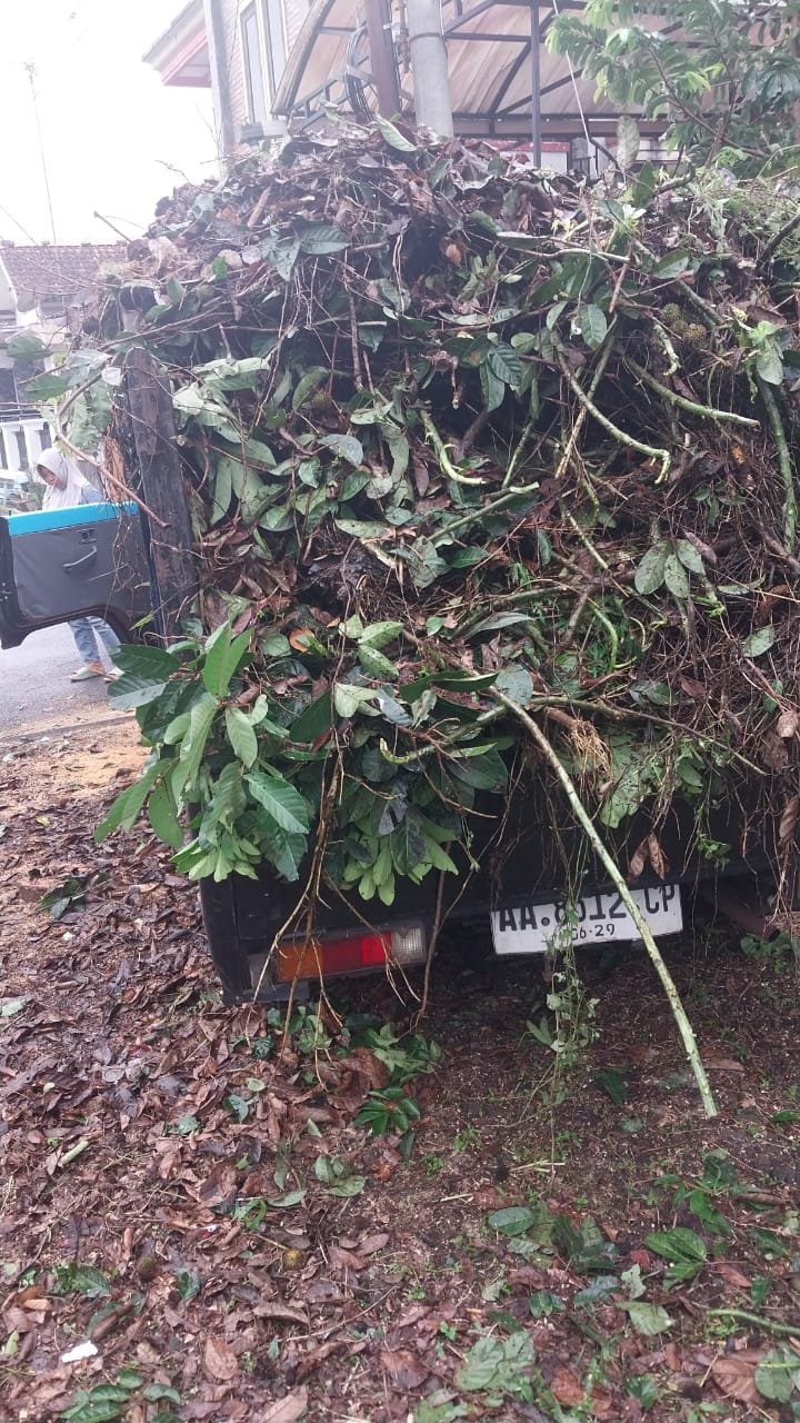 Jasa Tebang Pohon Murah