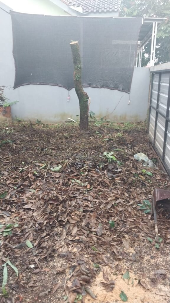 Jasa Tebang Pohon Semarang