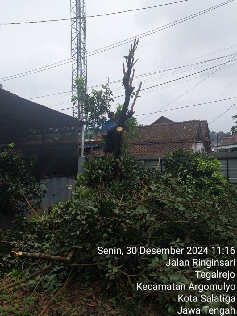 Jasa Tebang Pohon Murah