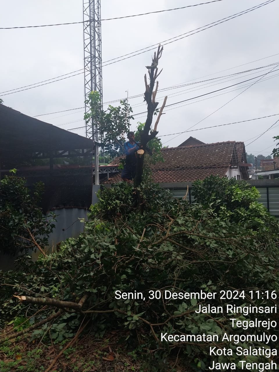 Jasa Tebang Pohon Murah